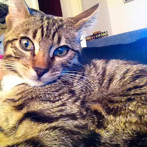 Simba joined the competition — help win amazing prizes!