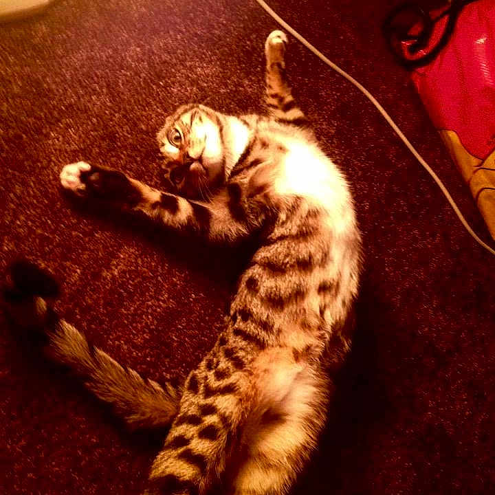 Simba