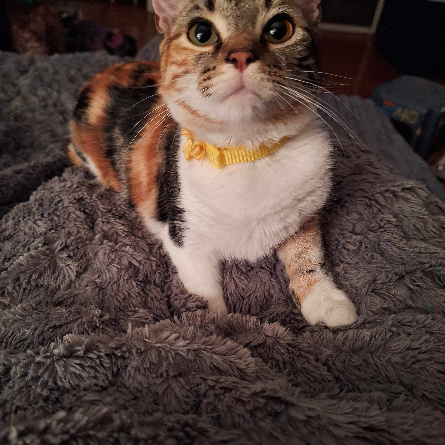 Peanut is registered to the contest to win money with this photo: animal, blanket, calico, cat, closeup, collar, cozy, curious, cute, domestic_cat, feline, fluffy, fur, indoor, looking_up, pet, resting, soft_texture, whiskers, yellow_collar