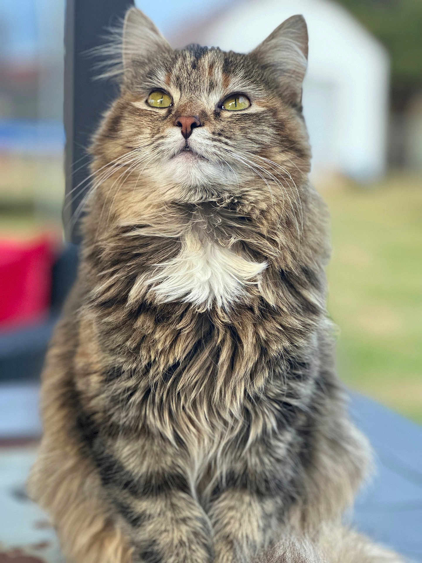 Mabel
