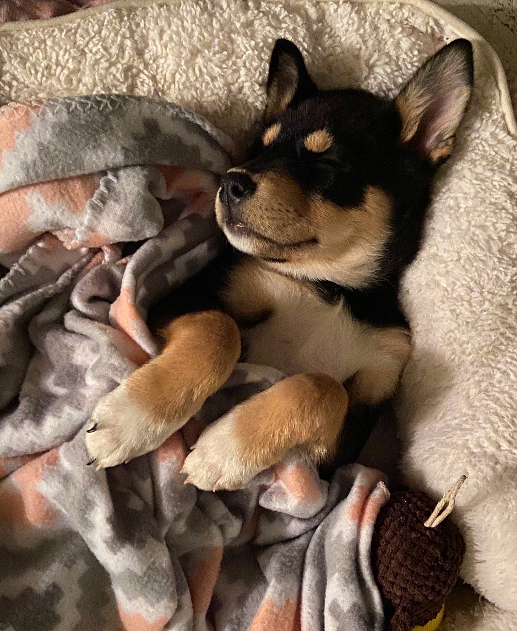 Lola joined the competition — help win amazing prizes! canidae, carnivore, comfort, companion_dog, dog, dog_breed, fur, paw, snout, terrestrial_animal, vertebrate, working_animal, working_dog