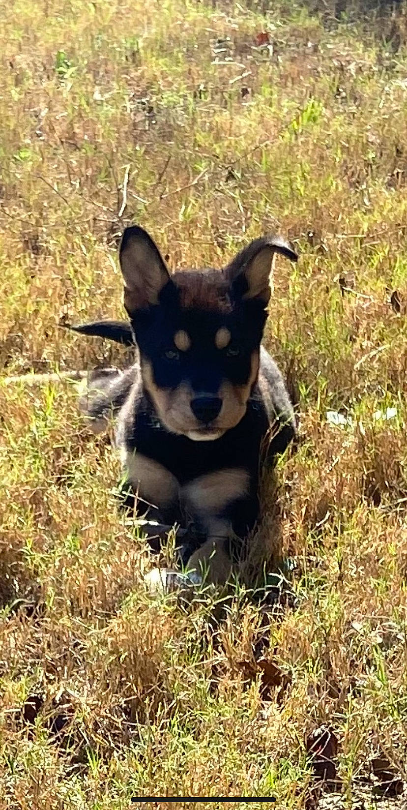 Lola joined the competition — help win amazing prizes! canidae, carnivore, companion_dog, dog, dog_breed, field, grass, grass_family, grassland, mammal, non_sporting_group, prairie, snout, sporting_group, terrestrial_animal, wildlife, working_animal, working_dog