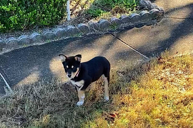 Lola is registered to the contest to win money with this photo: carnivore, companion_dog, curb, dog, dog_breed, driveway, grass, groundcover, rat_terrier, road_surface, shadow, sidewalk, snout, tail, working_animal, working_dog