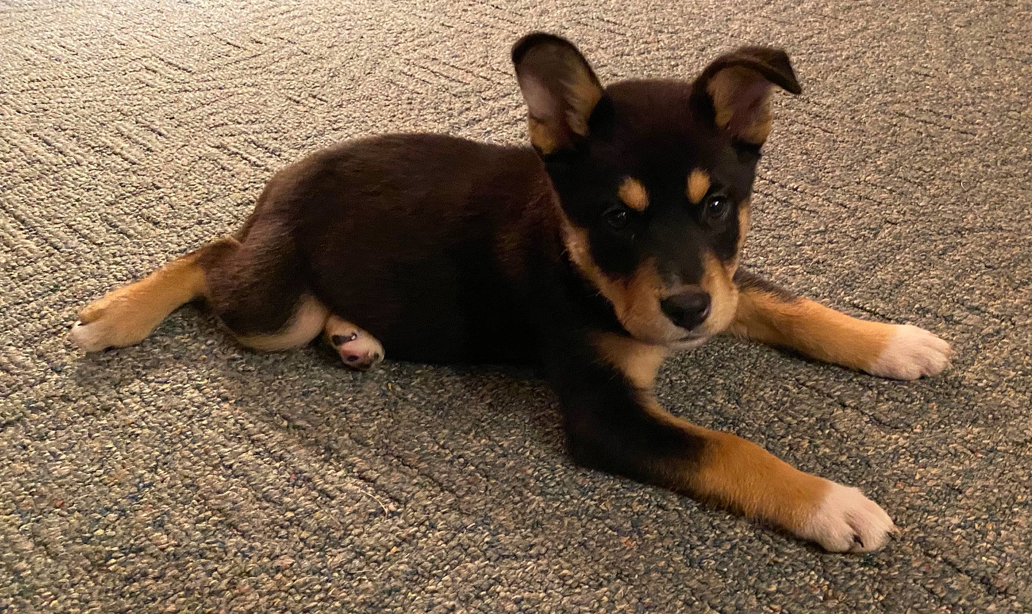 Lola joined the competition — help win amazing prizes! canidae, carnivore, dog, dog_breed, fawn, floor, flooring, foot, guard_dog, herding_dog, mammal, paw, pinscher, shadow, snout, sporting_group, tail, vertebrate, working_animal, working_dog