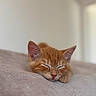 Luna a rejoint le concours — aidez-le/la à gagner de superbes lots ! cat, kitten, sleeping, ginger_cat, pet, cute, feline, resting, close_up, indoor, soft_texture, paw, whiskers, young_animal, cozy, relaxed, fur, animal, domestic_cat, peaceful