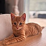 Luna a rejoint le concours — aidez-le/la à gagner de superbes lots ! cat, kitten, orange_tabby, feline, pet, indoor, wooden_surface, curious, cute, animal, whiskers, ears, laying_down, young_cat, close_up, soft_light, blurred_background, domestic_animal, fur, relaxed