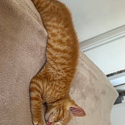 Luna participe au concours pour gagner de l'argent avec cette photo : cat, kitten, orange_tabby, sleeping, couch, furniture, indoor, pet, fur, cute, relaxation, cozy, domestic_animal, animal, whiskers, paws, resting, home, soft, nap