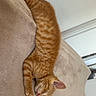 cat, kitten, orange_tabby, sleeping, couch, furniture, indoor, pet, fur, cute, relaxation, cozy, domestic_animal, animal, whiskers, paws, resting, home, soft, nap