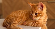 Luna a rejoint le concours — aidez-le/la à gagner de superbes lots ! cat, kitten, ginger, orange, tabby, pet, animal, feline, relaxed, table, indoor, home, wooden_cabinet, paw, fur, cute, resting, closeup, domestic_animal, young