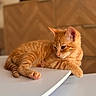 cat, kitten, ginger, orange, tabby, pet, animal, feline, relaxed, table, indoor, home, wooden_cabinet, paw, fur, cute, resting, closeup, domestic_animal, young