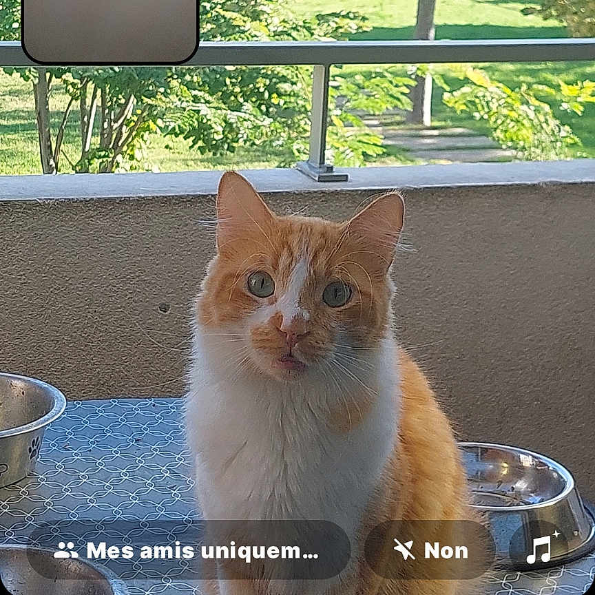 Simba participe au concours pour gagner de l'argent avec cette photo : abyssinian, advertisement, animal, architecture, cat, electronics, fountain, grass, kitten, manx, mobilephone, pet, phone, photography, plant, poster, screen, text, tree, water