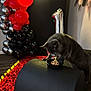 animal, balloons, black_balloons, black_cushion, cat, celebration, cozy, curious, decorations, festive, floor, gray_cat, indoor, number_1_candle, party, pet, red_balloons, red_petals, silver_balloons, yellow_candles