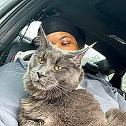 Maaz joined the competition — help win amazing prizes! animal, black_headwrap, car_interior, casual_clothing, cat, closeup, daylight, fur, gray_cat, headwear, indoor, person, pet, portrait, relaxed, seat, vehicle, whiskers, window, yellow_eyes