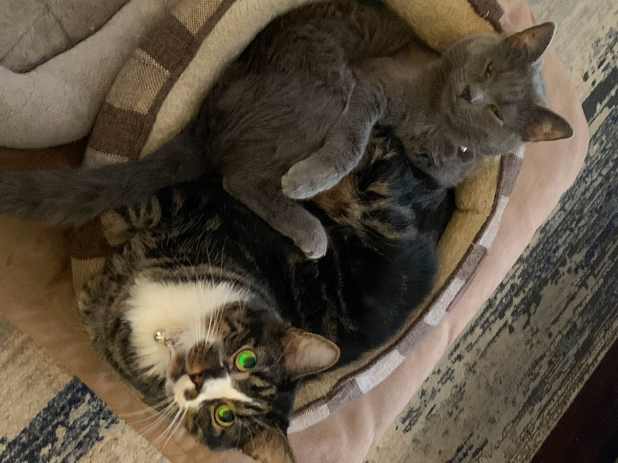 Houdini joined the competition — help win amazing prizes! animal_shelter, carnivore, cat, cat_supply, claw, comfort, domestic_short_haired_cat, fawn, felidae, fur, grey, paw, russian_blue, small_to_medium_sized_cats, snout, tail, terrestrial_animal, whiskers