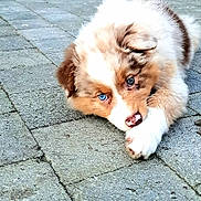 Aïko participe au concours pour gagner de l'argent avec cette photo : puppy, dog, blue_eyes, fluffy, cute, paw, nose, outdoor, pavement, animal, pet, lying_down, young, fur, adorable, curious, closeup, face, mammal, small