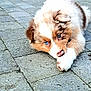 puppy, dog, blue_eyes, fluffy, cute, paw, nose, outdoor, pavement, animal, pet, lying_down, young, fur, adorable, curious, closeup, face, mammal, small