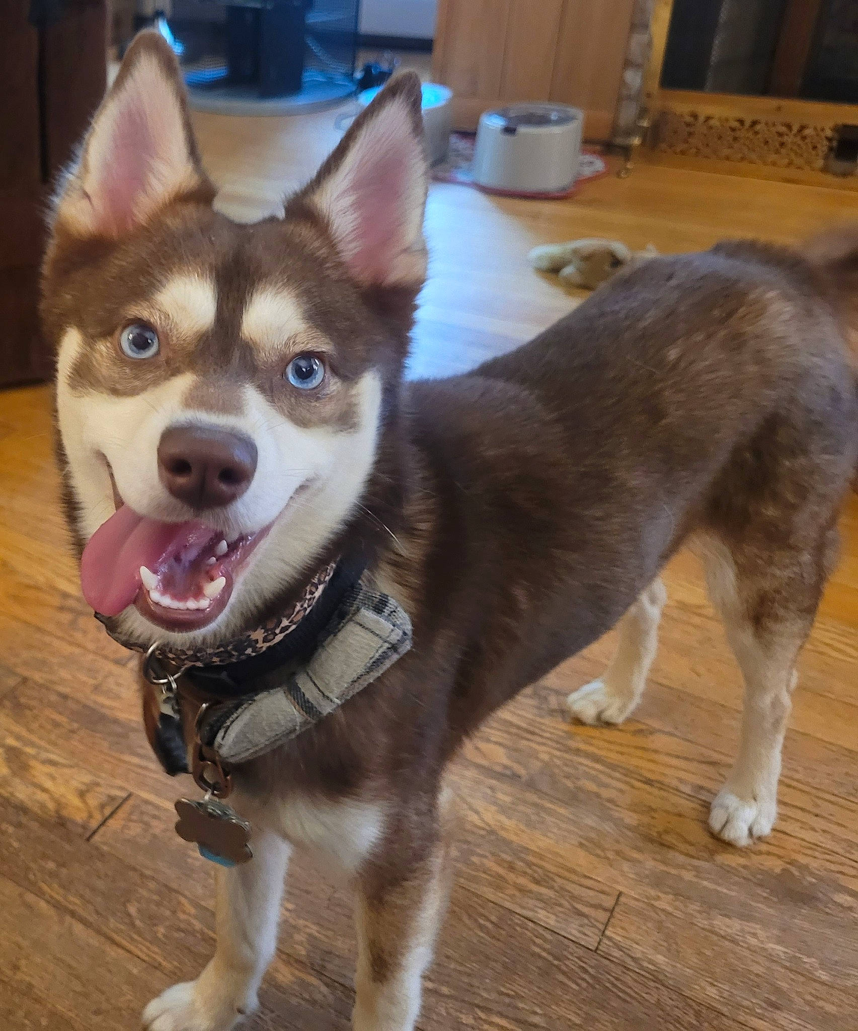 Dick is registered to the contest to win money with this photo: canidae, carnivore, collar, companion_dog, dog, dog_breed, dog_collar, fashion_accessory, fawn, flooring, fur, hardwood, leash, sled_dog, snout, sporting_group, tail, whiskers, wood, working_animal