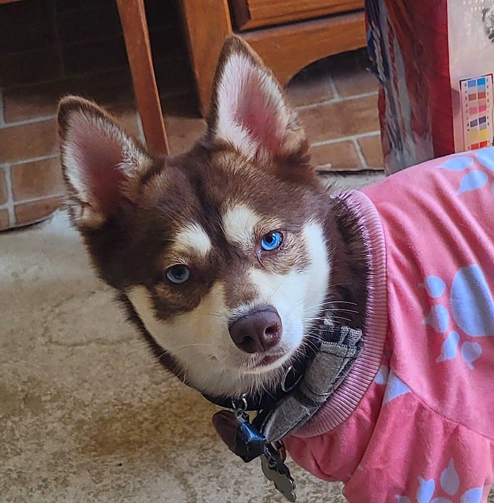 Dick is registered to the contest to win money with this photo: canidae, canis, carnivore, collar, companion_dog, corgi_chihuahua, dog, dog_breed, dog_collar, dog_supply, fashion_accessory, fawn, fur, pet_supply, snout, sporting_group, terrestrial_animal, toy_dog, whiskers, working_animal