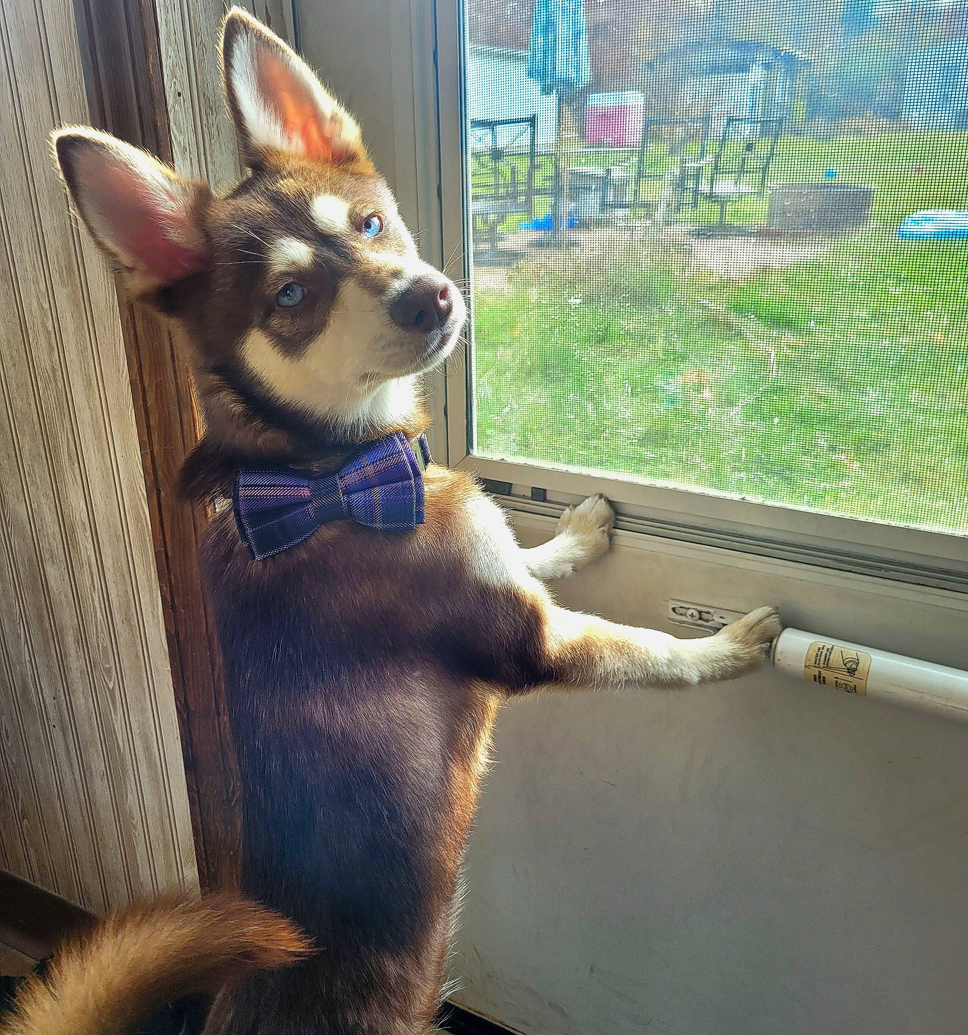 Dick is registered to the contest to win money with this photo: carnivore, collar, comfort, companion_dog, dog, dog_breed, dog_collar, dog_supply, fawn, felidae, fur, pet_supply, plant, snout, sporting_group, tail, terrestrial_animal, whiskers, window, working_animal