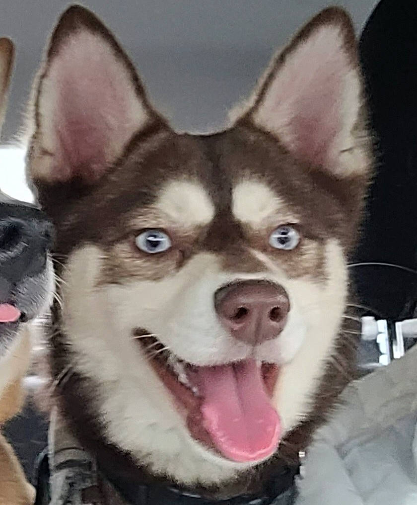 Dick joined the competition — help win amazing prizes! canidae, carnivore, collar, companion_dog, dog, dog_breed, dog_collar, dog_supply, ear, fawn, fur, jaw, organ, photograph, sled_dog, snapshot, snout, sporting_group, whiskers, working_animal