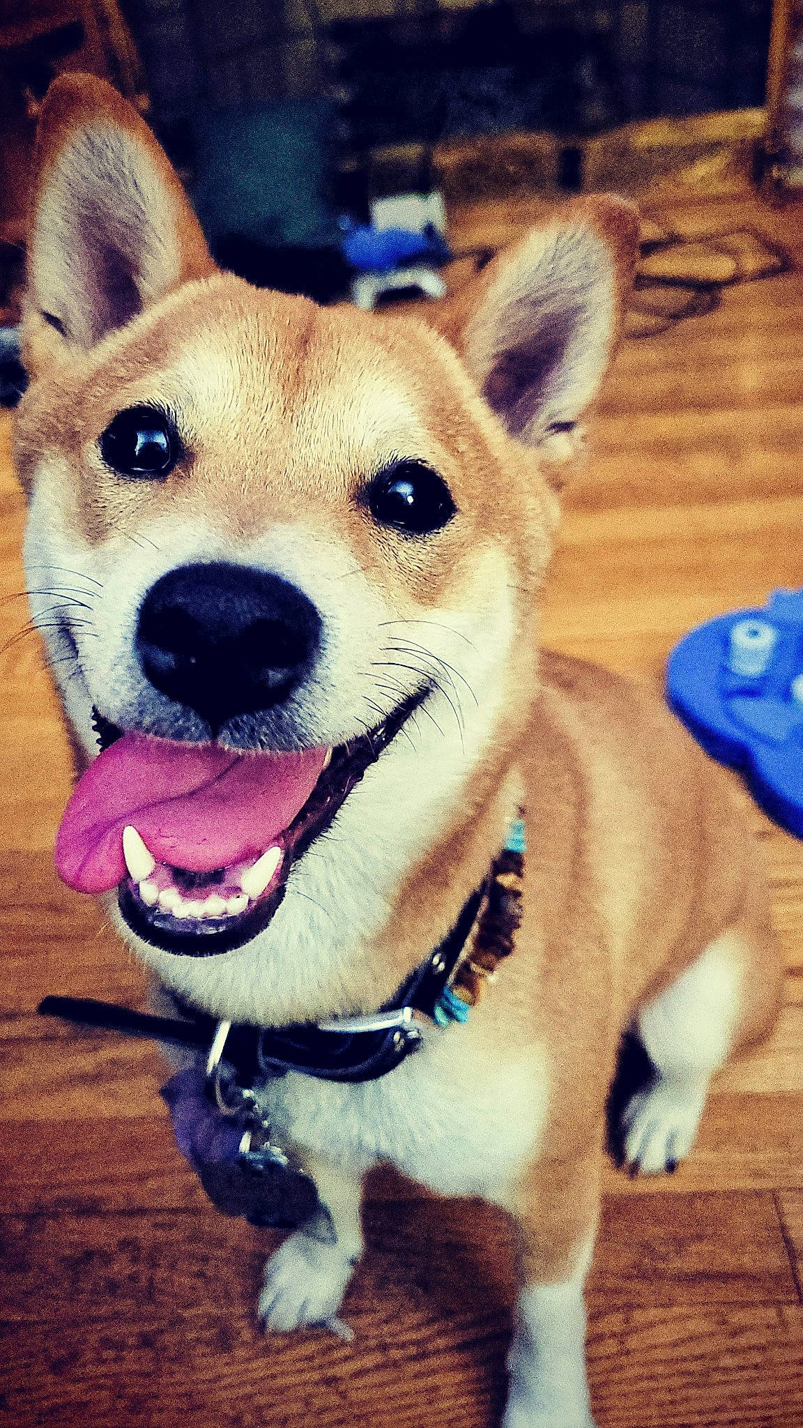 Larry joined the competition — help win amazing prizes! blue, canidae, carnivore, collar, companion_dog, dog, dog_breed, dog_collar, dog_supply, electric_blue, fawn, fur, happy, head, pet_supply, snout, sporting_group, terrestrial_animal, whiskers, working_animal