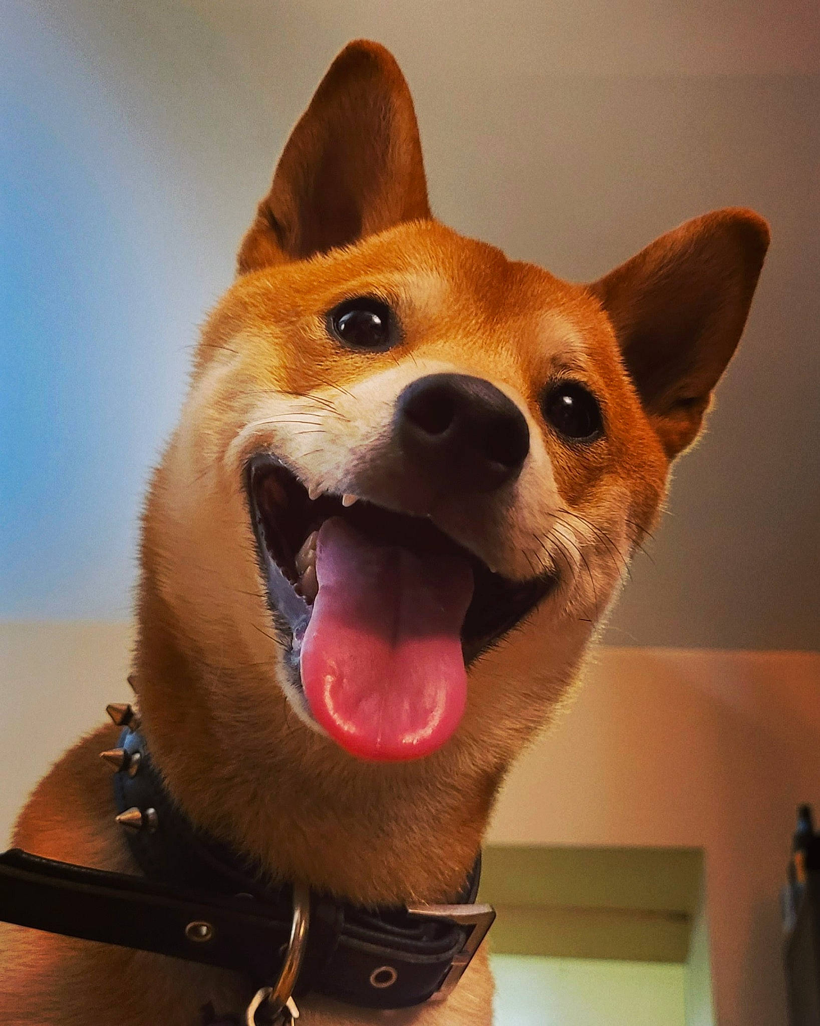 Larry is registered to the contest to win money with this photo: ancient_dog_breeds, canidae, carnivore, collar, companion_dog, dingo, dog, dog_breed, dog_collar, fawn, fur, non_sporting_group, smile, snout, spitz, sporting_group, terrestrial_animal, whiskers, working_animal