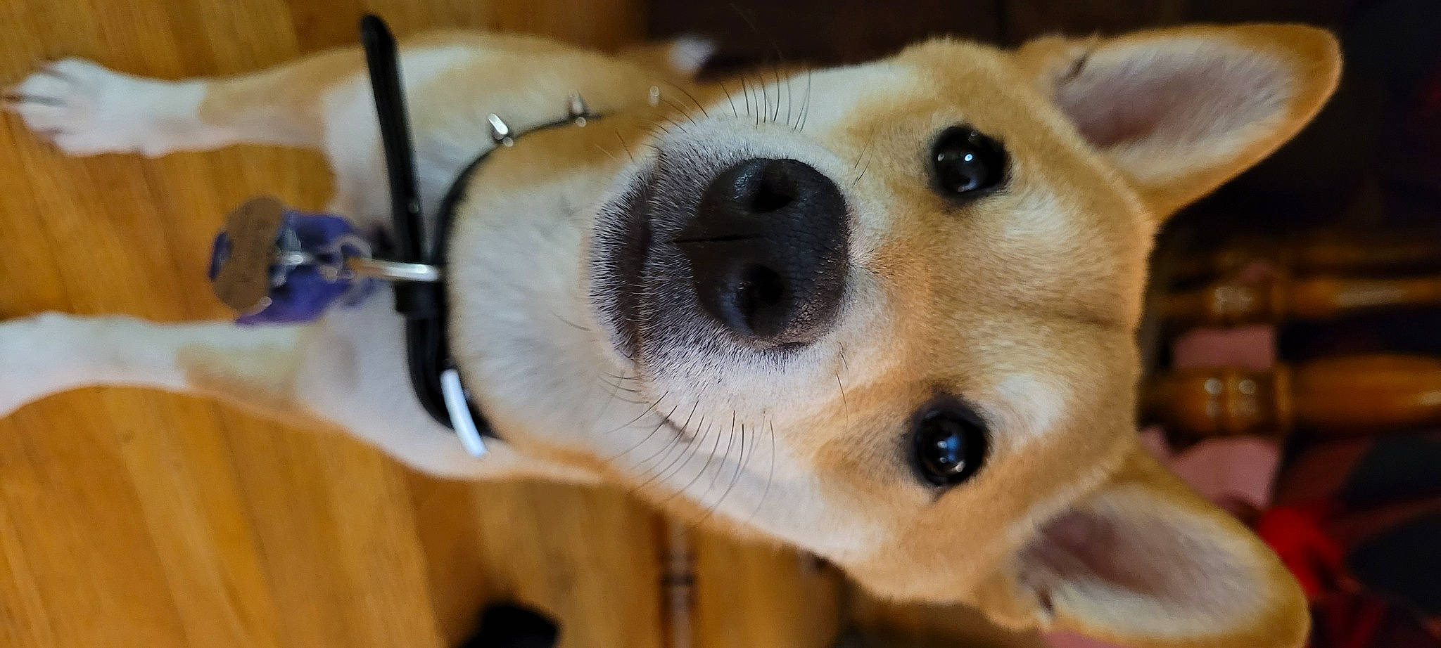 Larry joined the competition — help win amazing prizes! animal_shelter, canidae, carnivore, collar, companion_dog, dog, dog_breed, dog_collar, dog_supply, ear, fawn, fur, jaw, nose, paw, pet_supply, snout, sporting_group, terrestrial_animal, whiskers