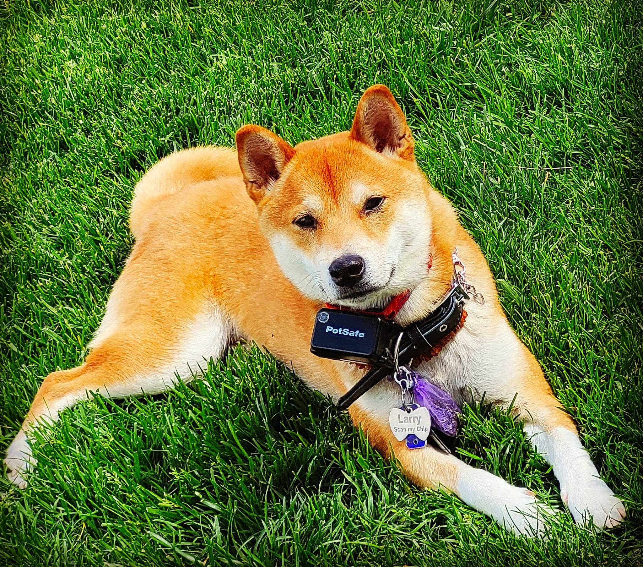 Larry is registered to the contest to win money with this photo: ancient_dog_breeds, canidae, carnivore, companion_dog, dog, dog_breed, dog_supply, fawn, grass, non_sporting_group, plant, soft_drink, sporting_group, tail, terrestrial_animal, whiskers, working_dog