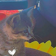 Milo is registered to the contest to win money with this photo: kitten, cat, pet, indoor, cozy, flower_bed, yellow, soft, curious, animal, feline, closeup, cute, whiskers, small, young, side_view, furniture, window, time_stamp