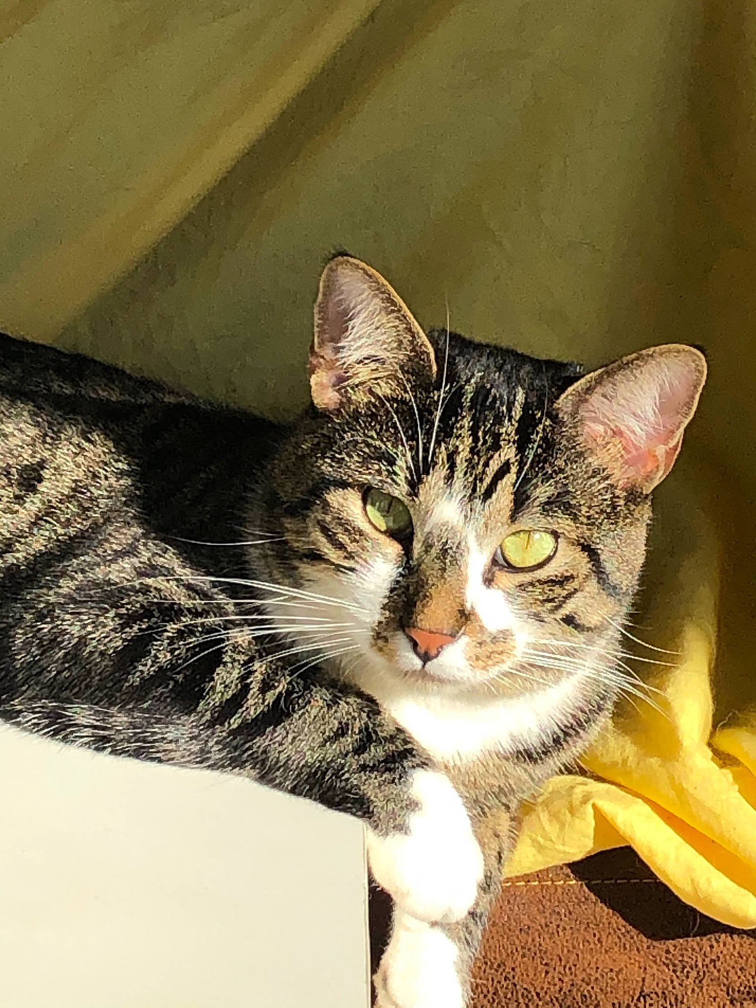 Midnight a rejoint le concours — aidez-le/la à gagner de superbes lots ! carnivore, cat, claw, domestic_short_haired_cat, eye, felidae, foot, fur, grass, paw, photo_caption, small_to_medium_sized_cats, snout, tail, terrestrial_animal, whiskers, wildlife, window