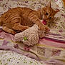 cat, orange_tabby, stuffed_toy, bedspread, floral_pattern, paw, playful, pet, indoor, cute, animal, feline, toy, tabby, lying_down, bed, domestic_cat, soft_toy, colorful, mischievous