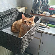 Ubert participe au concours pour gagner de l'argent avec cette photo : cat, orange_tabby, basket, woven_basket, radiator, indoor, pet, feline, resting, looking_at_camera, fur, ears, whiskers, household, bathroom, counter, jewelry_holder, brush, mirror, window