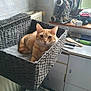 cat, orange_tabby, basket, woven_basket, radiator, indoor, pet, feline, resting, looking_at_camera, fur, ears, whiskers, household, bathroom, counter, jewelry_holder, brush, mirror, window