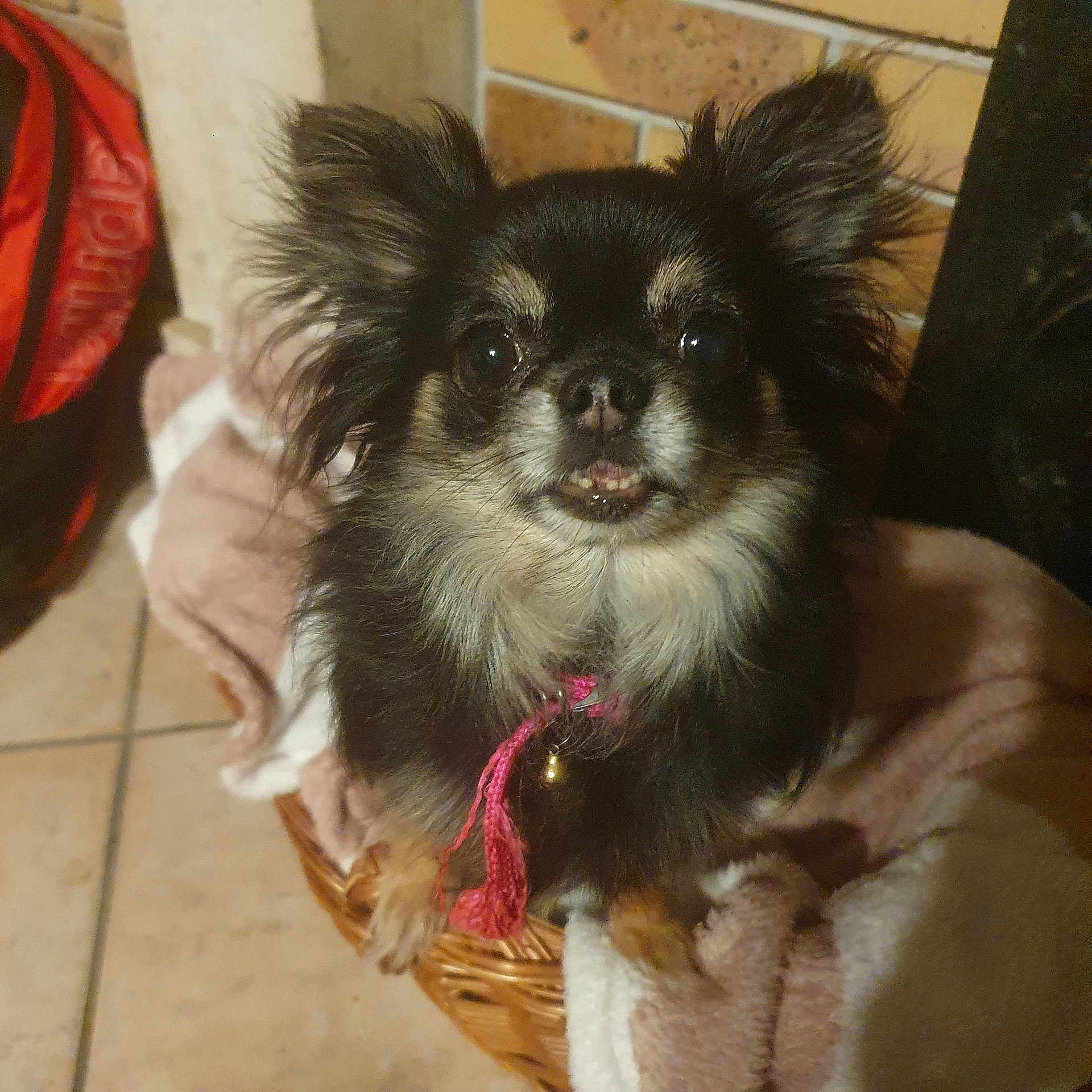 Rose participe au concours pour gagner de l'argent avec cette photo : dog, small_dog, long_hair, black_and_tan, basket, blanket, indoors, tile_floor, pet, cute, ears, face, animal, fur, looking_up, collar, bell, furniture, cozy, companion