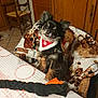 Rose participe au concours pour gagner de l'argent avec cette photo : dog, small_dog, chihuahua, bandana, red_bandana, blanket, teddy_bear_pattern, chair, wooden_chair, table, tablecloth, indoor, pet, cute, curious, fur, black_fur, brown_fur, holiday, decor