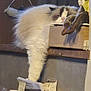 Rheda D'Erèbe participe au concours pour gagner de l'argent avec cette photo : cat, fluffy, sleepy, box, paw, clutter, shelf, container, paper, indoors, feline, resting, curtain, wood, medicine, dropper, relaxed, pet, animal, domestic