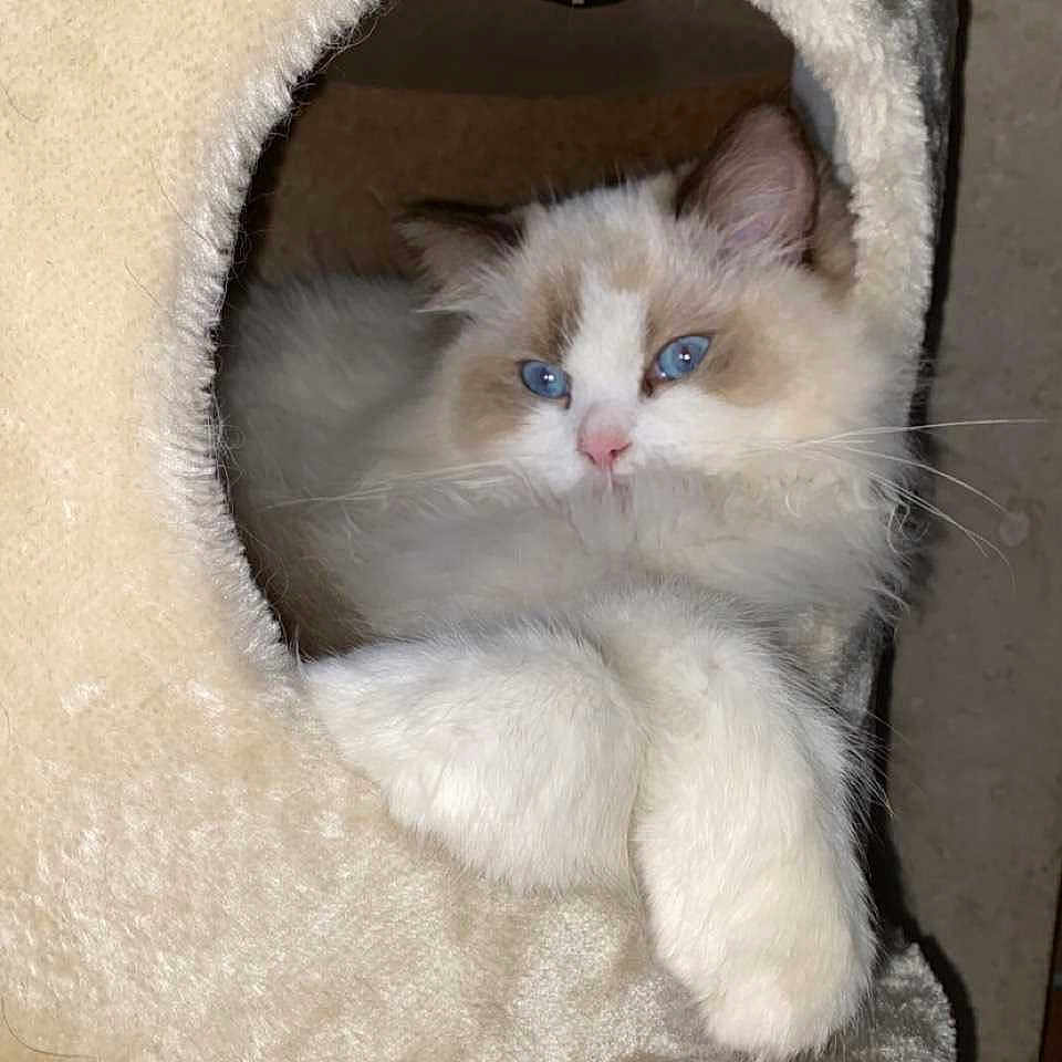 Rheda D'Erèbe participe au concours pour gagner de l'argent avec cette photo : animal, blue_eyes, cat, cat_house, comfort, cozy, cute, domestic_cat, feline, fluffy, fur, indoor, mammal, paw, pet, portrait, relaxed, resting, soft, whiskers