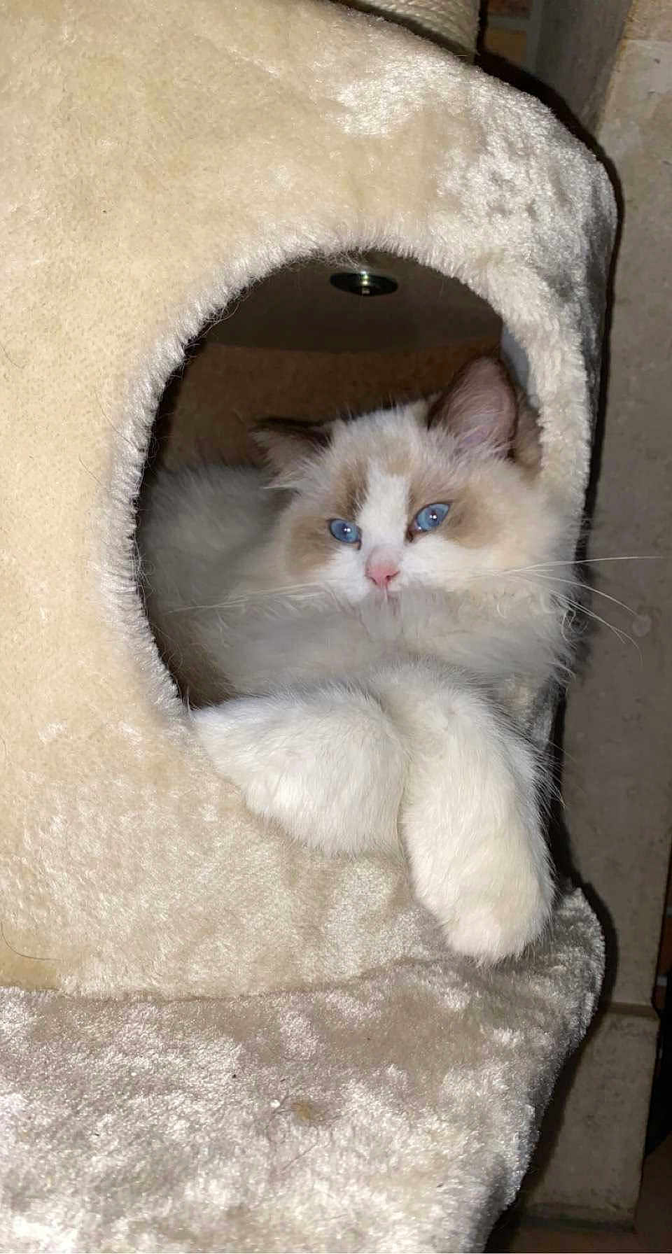 Rheda D'Erèbe participe au concours pour gagner de l'argent avec cette photo : cat, fluffy, blue_eyes, cat_house, cozy, relaxed, indoor, pet, feline, whiskers, paw, cute, animal, domestic_cat, resting, fur, mammal, portrait, soft, comfort