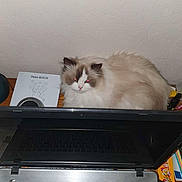 Rheda D'Erèbe participe au concours pour gagner de l'argent avec cette photo : cat, fluffy, indoor, laptop, book, wooden_surface, red_eyes, pet, animal, cozy, feline, computer, technology, table, domestic, closeup, cute, relaxed, home, background