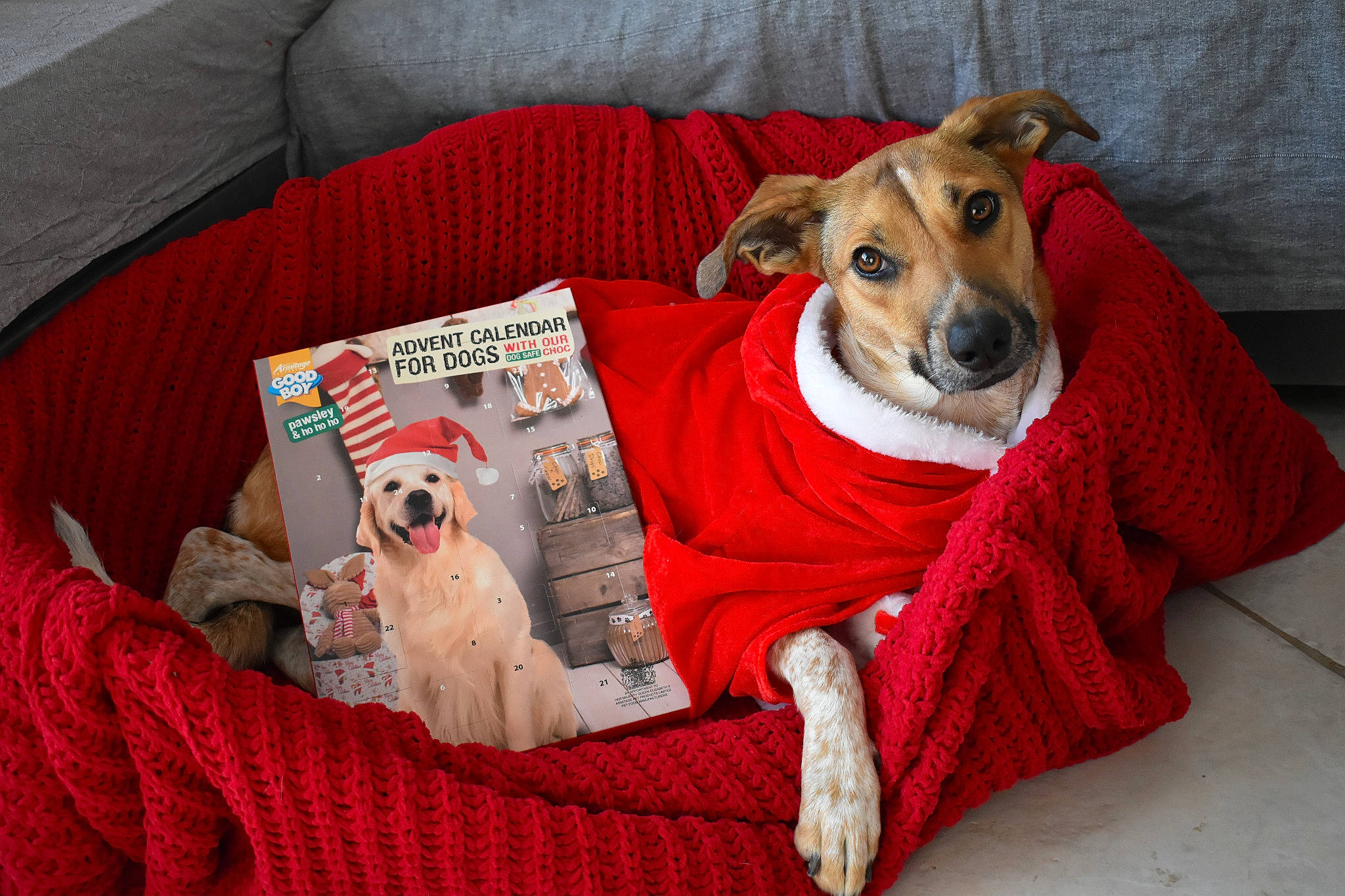 Daisy a rejoint le concours — aidez-le/la à gagner de superbes lots ! canidae, carnivore, companion_dog, couch, cushion, dog, dog_bed, dog_breed, dog_clothes, dog_supply, home_accessories, interior_design, pet_supply, pillow, snout, sporting_group, stuffed_toy, throw_pillow, toy_dog, working_animal