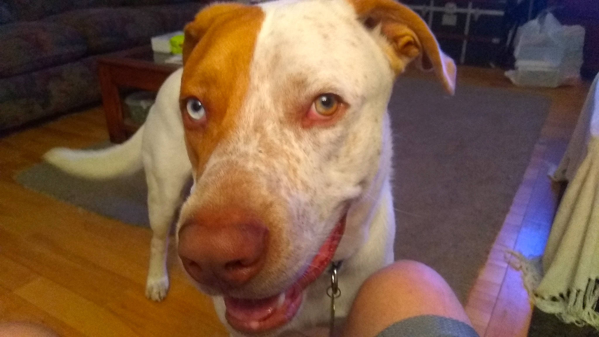 Toby joined the competition — help win amazing prizes! american_pit_bull_terrier, american_staffordshire_terrier, canidae, carnivore, catahoula_bulldog, companion_dog, dog, dog_breed, ear, fawn, hunting_dog, mammal, non_sporting_group, nose, pit_bull, rare_breed_dog, snout, sporting_group, vertebrate