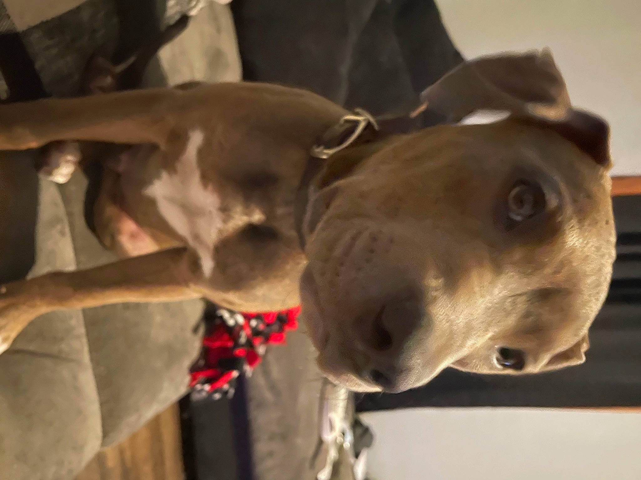 Dzl is registered to the contest to win money with this photo: canidae, carnivore, collar, dog, dog_breed, dog_collar, ear, fawn, great_dane, guard_dog, jaw, liver, metal, non_sporting_group, pet_supply, snout, sporting_group, whiskers, working_animal, working_dog