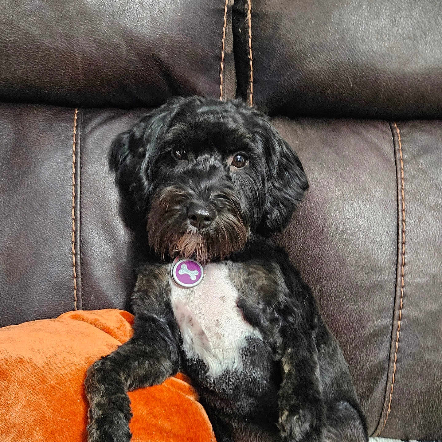 Luna joined the competition — help win amazing prizes! animal, black_dog, collar, companion, couch, cute, dog, domestic_animal, fur, furry, indoor, leather, looking_at_camera, orange_cushion, paw, pet, relaxed, resting, seated, tag