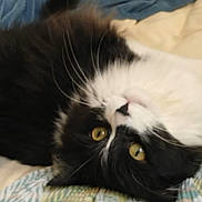 Molly is registered to the contest to win money with this photo: black_cat, carnivoran, cat, cat_like_mammal, domestic_long_haired_cat, domestic_short_haired_cat, fur, kitten, norwegian_forest_cat, persian, small_to_medium_sized_cats, snout, whiskers
