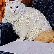 Lily is registered to the contest to win money with this photo: cat, white_cat, long_fur, fluffy, tail, sitting, couch, upholstery, wood_panel, indoor, pet, staring, paws, whiskers, furniture, cozy, portrait, looking_at_camera, closeup, relaxed