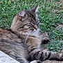 cat, tabby, fluffy, animal, pet, outdoor, grass, greenery, relaxed, sleeping, nature, whiskers, fur, mammal, ground, closeup, resting, cute, peaceful, wildlife