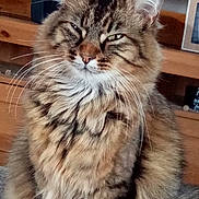 Moustik a rejoint le concours — aidez-le/la à gagner de superbes lots ! cat, tabby, fluffy, feline, whiskers, fur, pet, indoor, wooden_furniture, cabinet, closeup, portrait, animal, cute, domestic_cat, mammal, sitting, expression, eyes, face