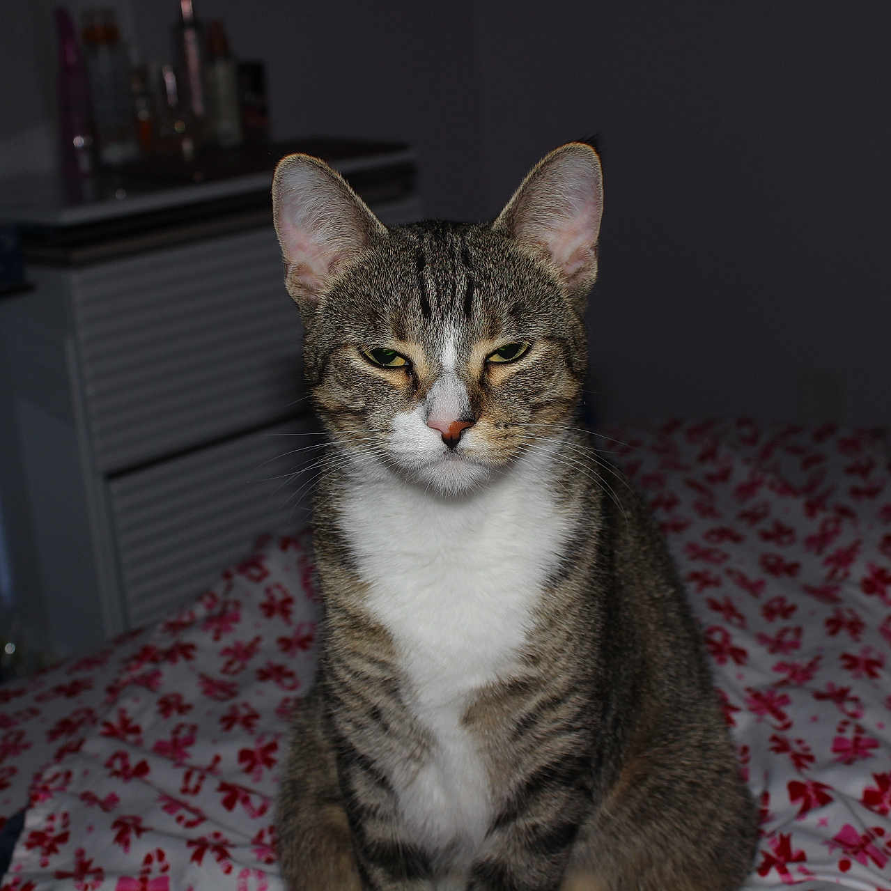 Lila joined the competition — help win amazing prizes! animal, bed, bedding, cat, domestic_cat, ears, feline, fur, furniture, home, indoor, looking_at_camera, pet, resting, sitting, sleepy_eyes, striped, tabby_cat, whiskers, white_chest