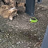 cat, orange_cat, fluffy, feline, pet, animal, rolling, lying_down, playful, green_lizard, toy, outdoor, dirt, ground, soil, table, table_leg, garden, closeup, whiskers