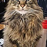 Sky a rejoint le concours — aidez-le/la à gagner de superbes lots ! cat, tabby, long_hair, fluffy, fur, whiskers, green_eyes, sitting, portrait, close_up, indoor, pet, animal, brown, black_stripes, mane, ears, paws, wood_floor, serious_expression